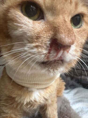 6%e6%9c%8824%e6%97%a5-2%e3%81%ae%e3%82%b3%e3%83%94%e3%83%bc