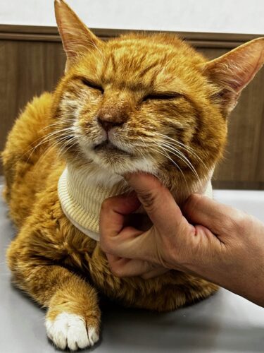 ８月１３日診察時