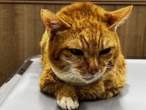 ８月１３日診察時